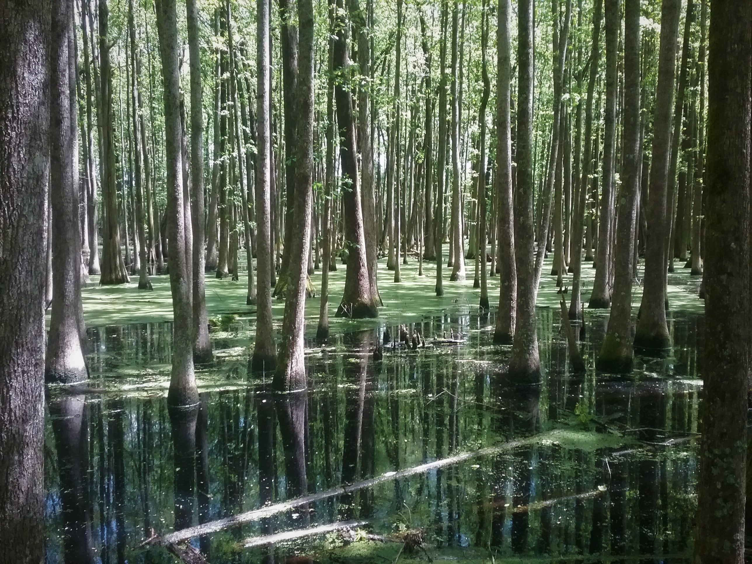 Swamp with trees growing devoid of any landmarks. 